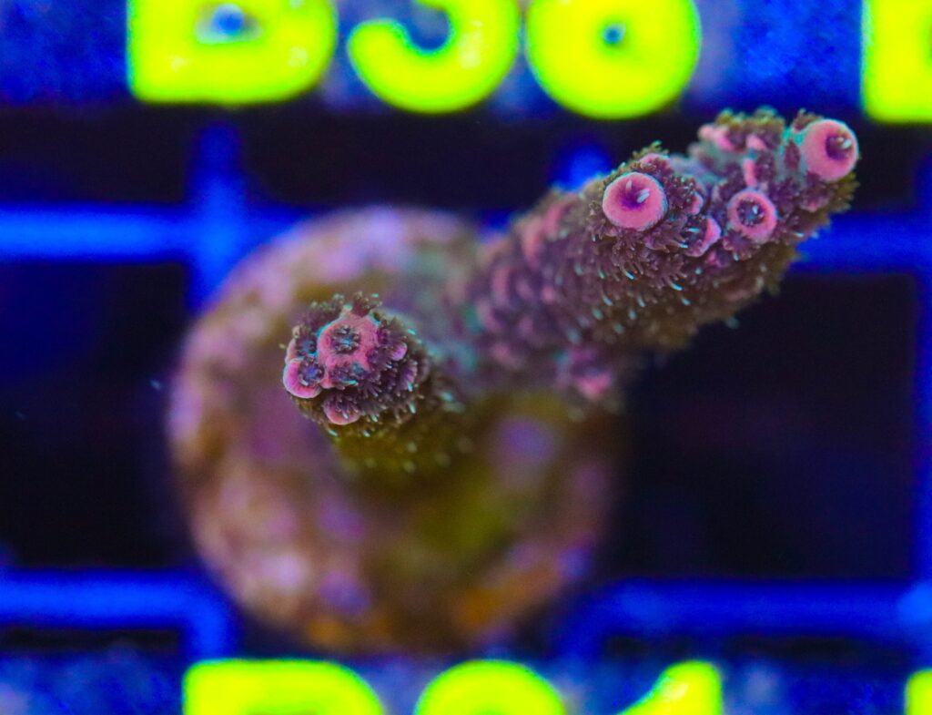 Frag Box Corals
