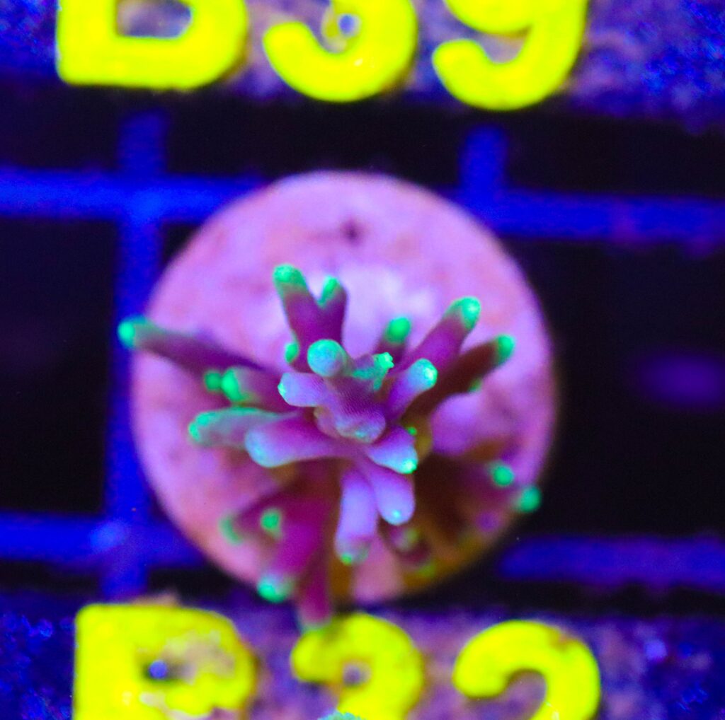 Frag Box Corals