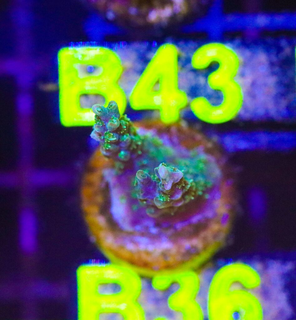 Frag Box Corals