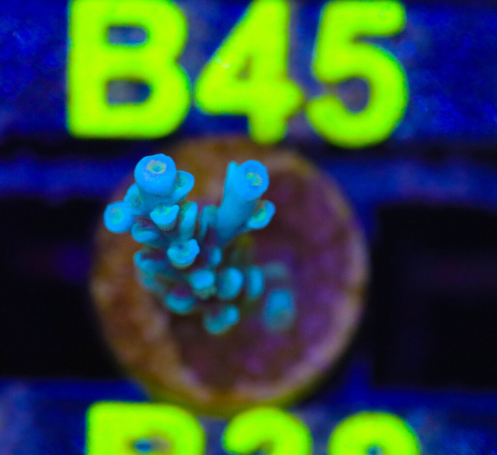 Frag Box Corals