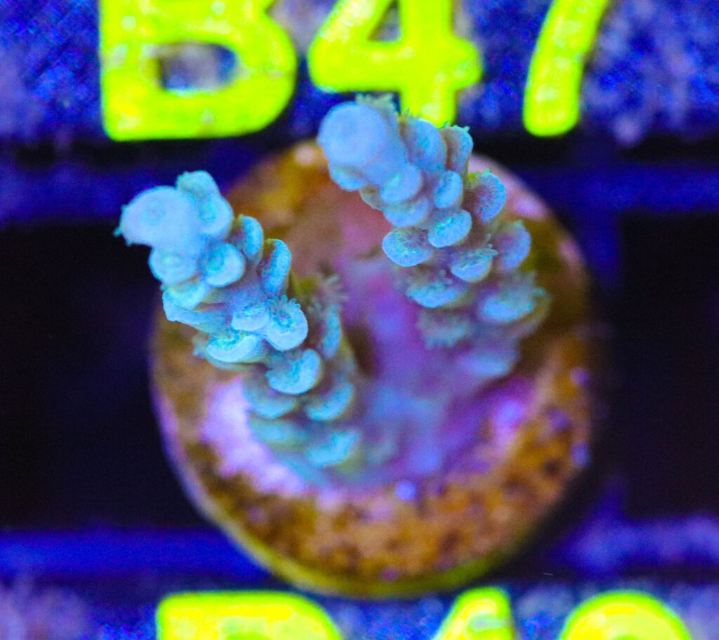 Frag Box Corals