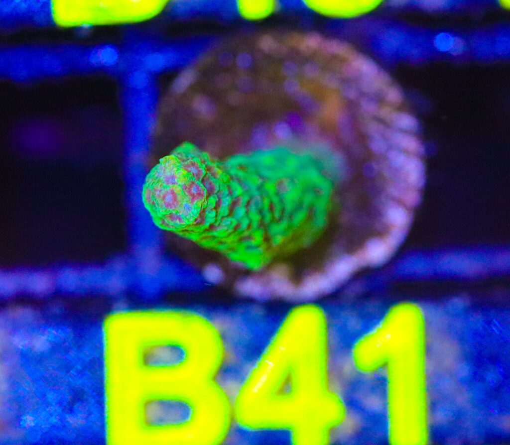 Frag Box Corals