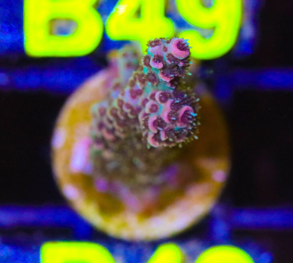 Frag Box Corals