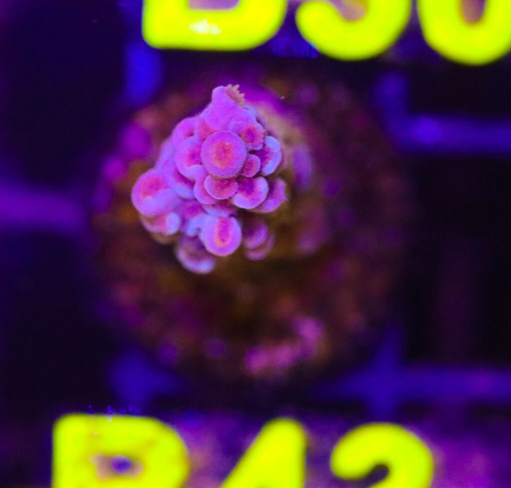 Frag Box Corals