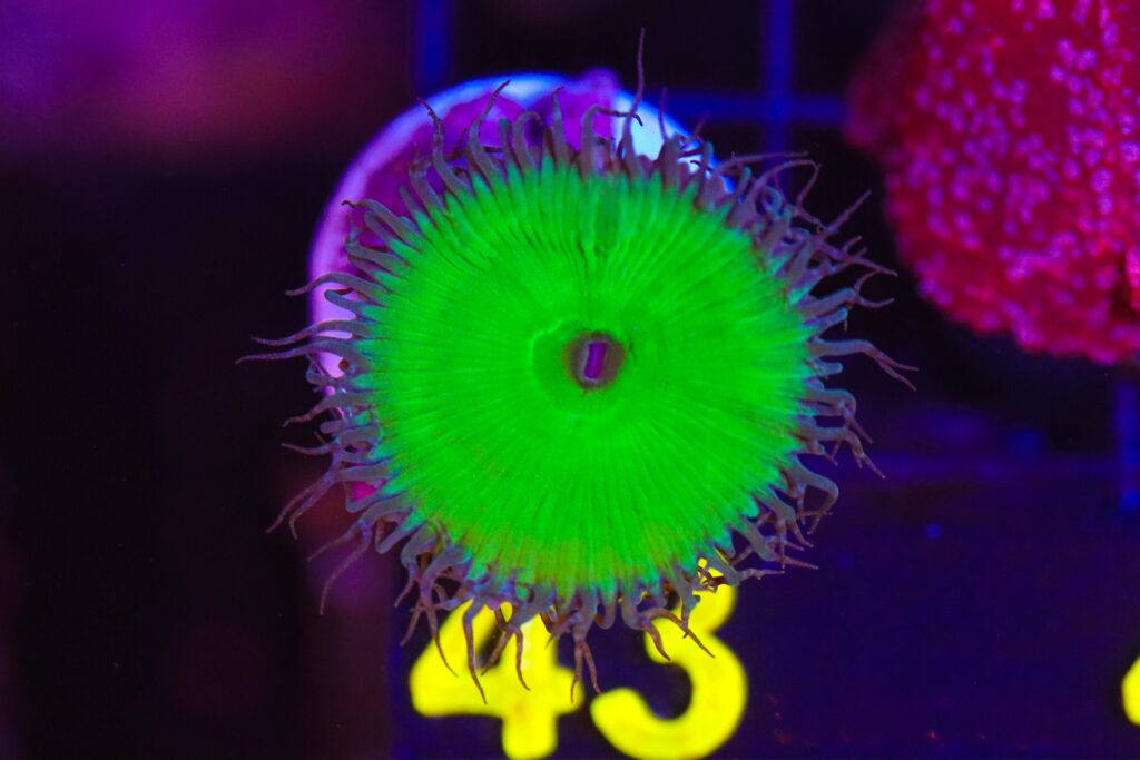 Frag Box Corals
