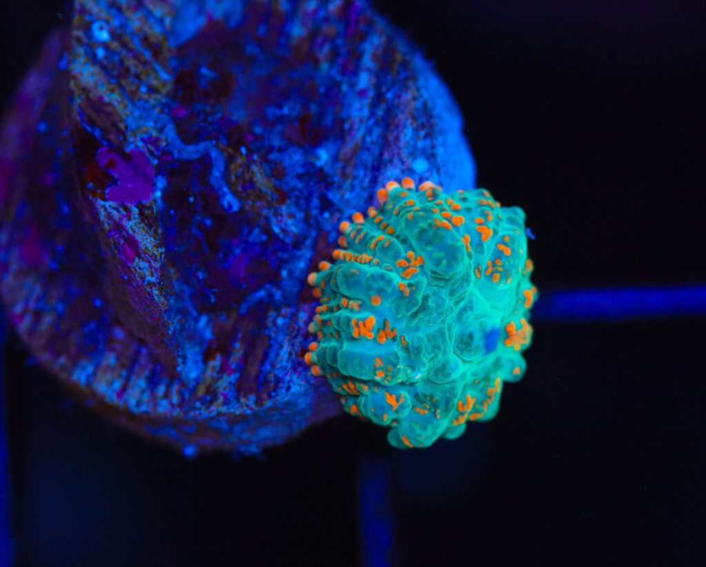 Frag Box Corals