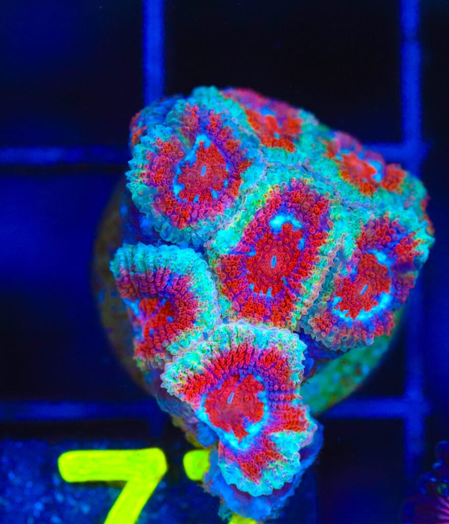 Frag Box Corals