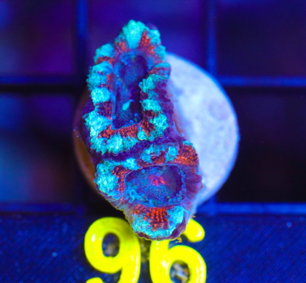 Frag Box Corals
