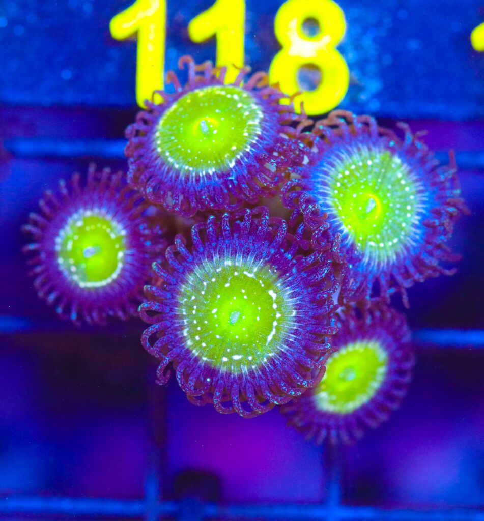 Frag Box Corals