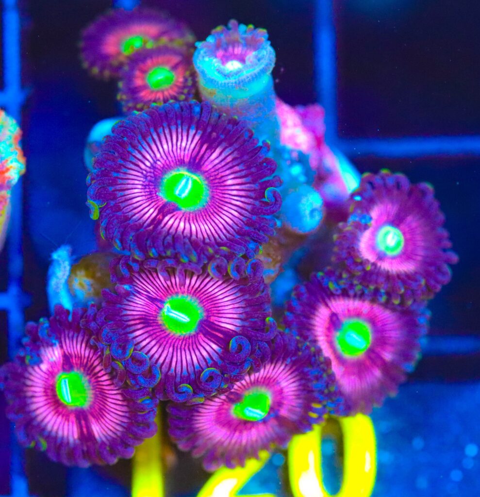 Frag Box Corals