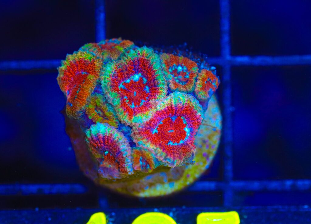 Frag Box Corals