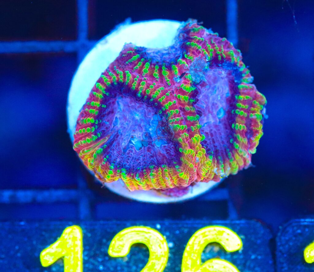 Frag Box Corals
