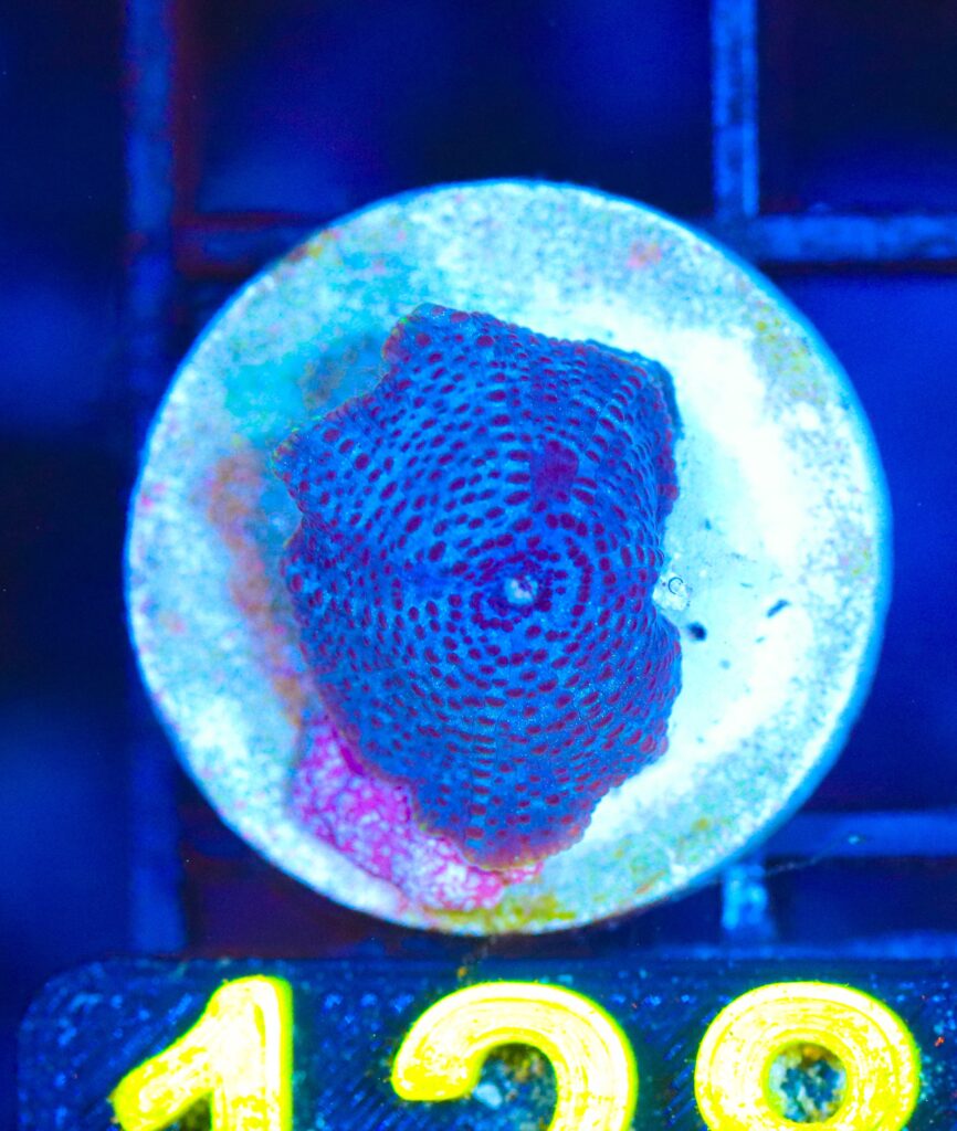 Frag Box Corals