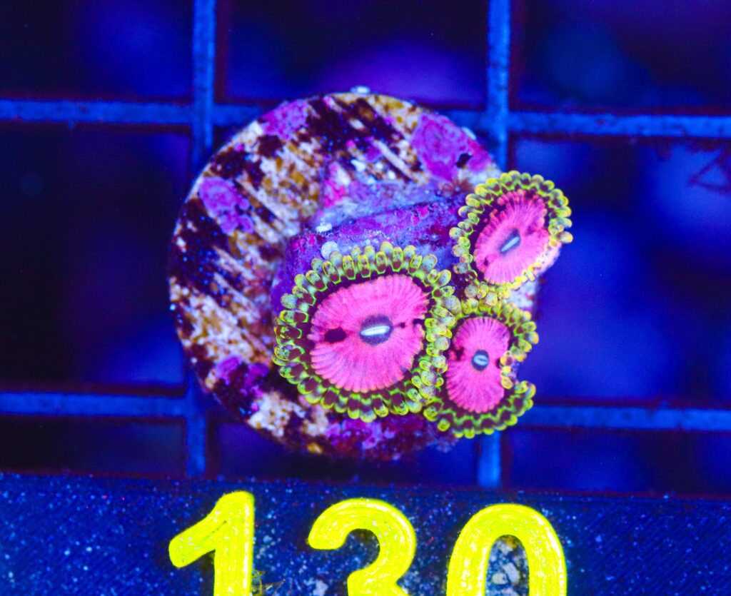 Frag Box Corals