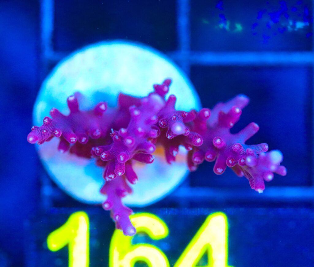 Frag Box Corals