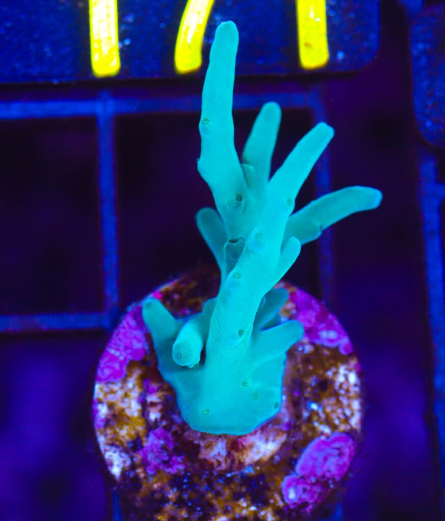 Frag Box Corals