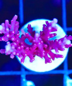 Wysiwyg  Red Dragon Frag [F175]