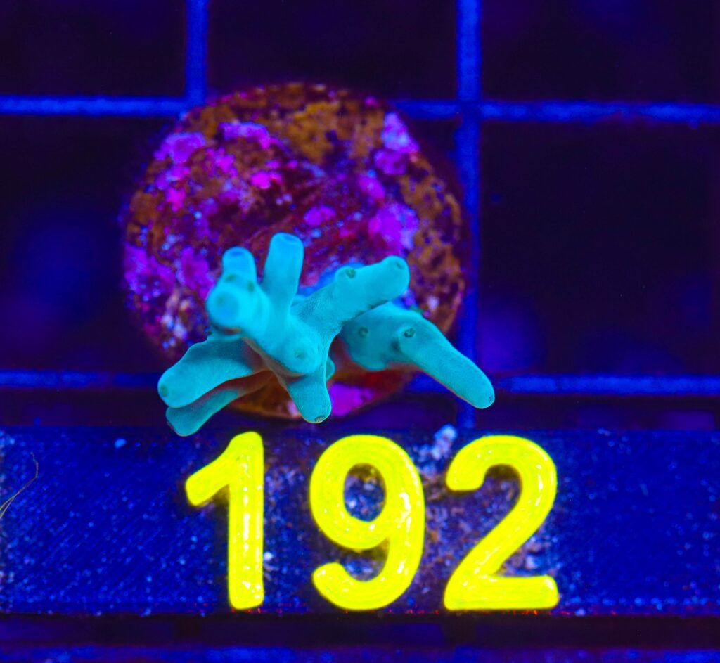 Frag Box Corals