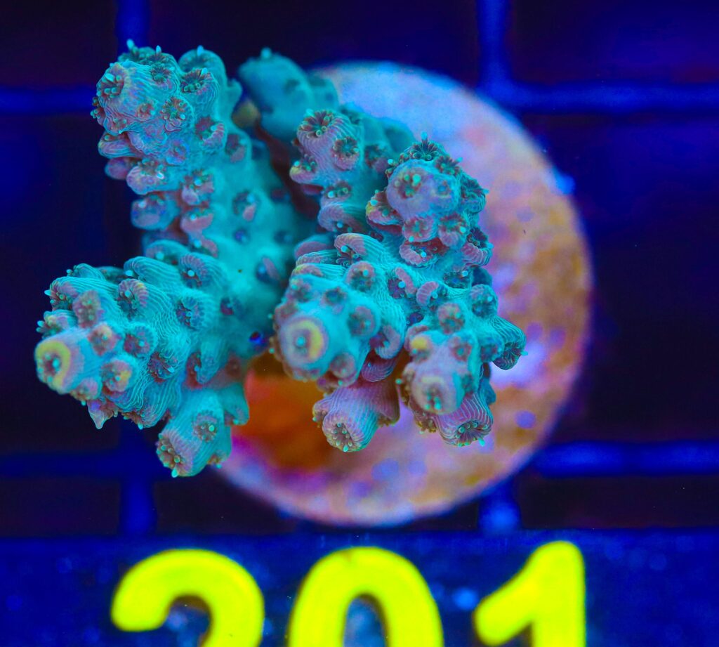 Frag Box Corals