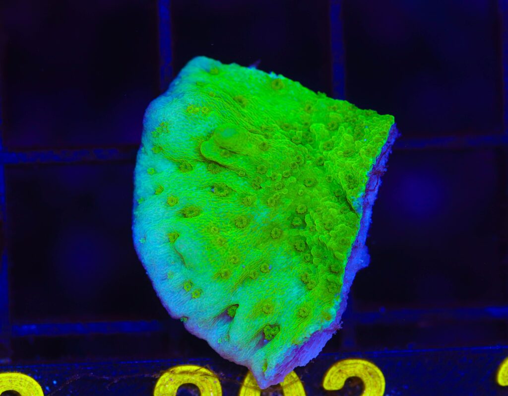 Frag Box Corals
