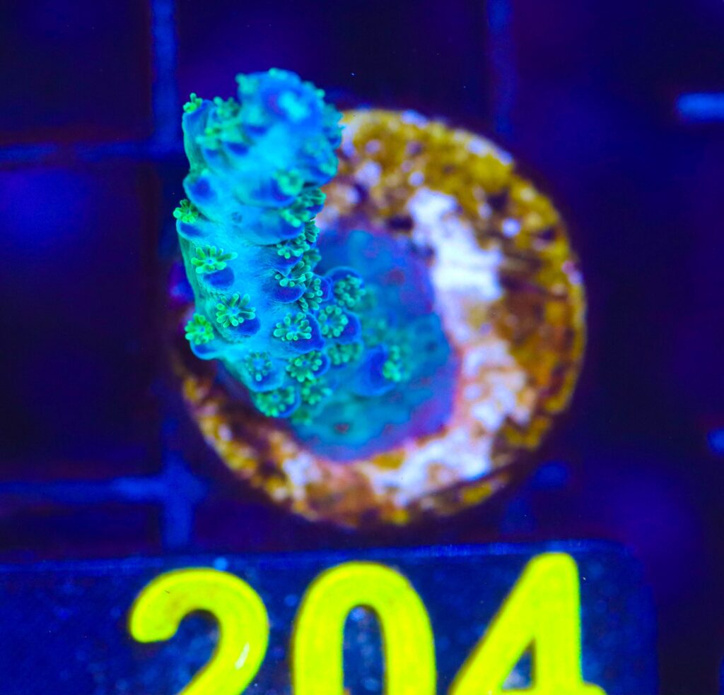 Frag Box Corals