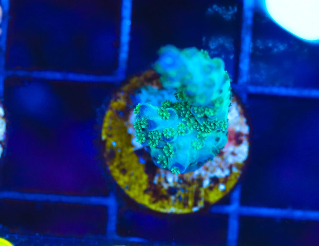 Frag Box Corals