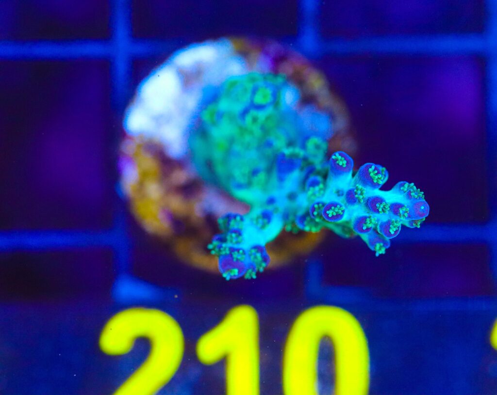 Frag Box Corals