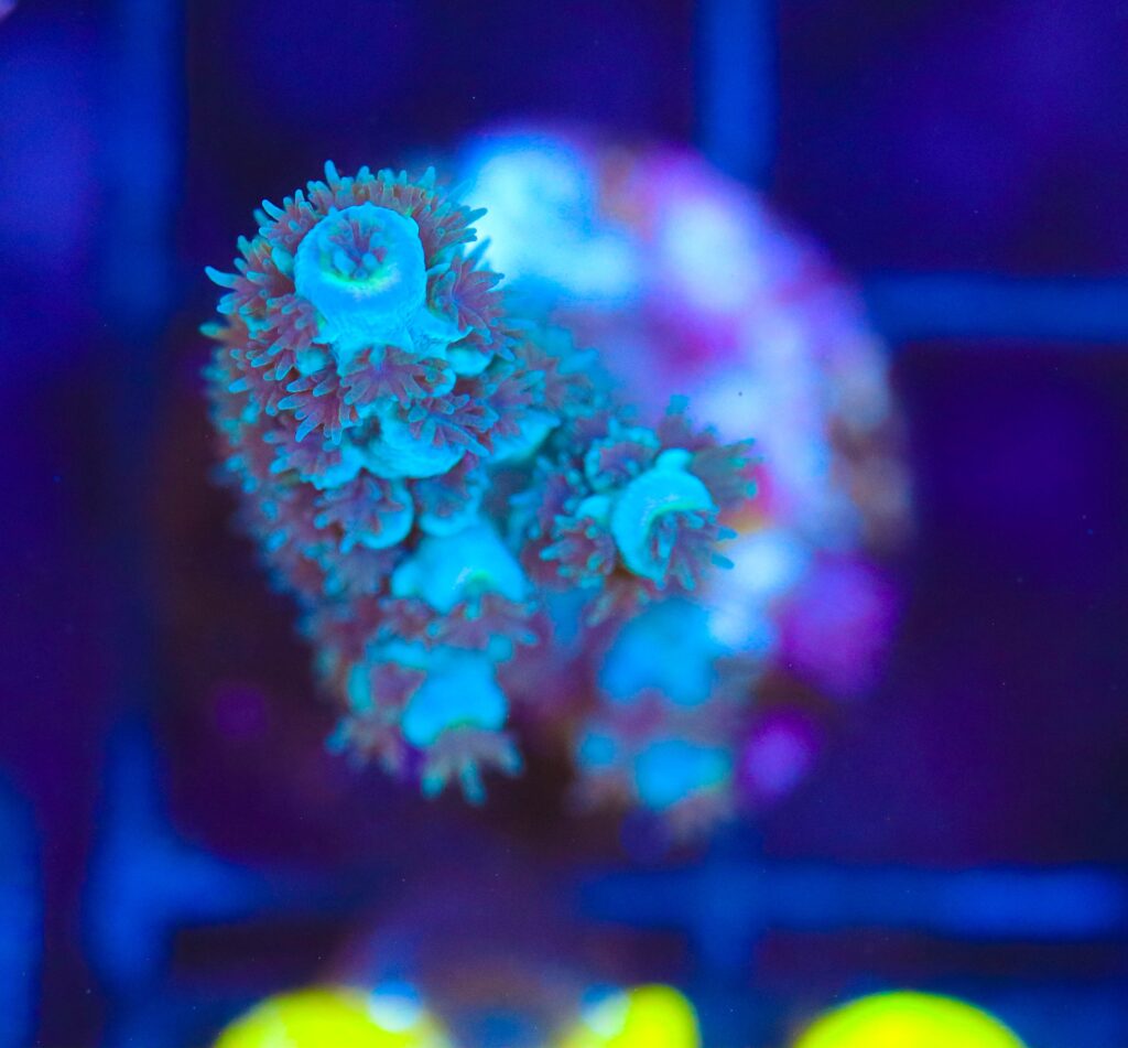 Frag Box Corals