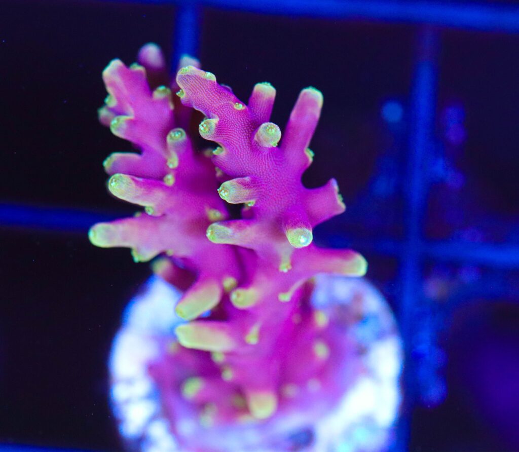 Frag Box Corals