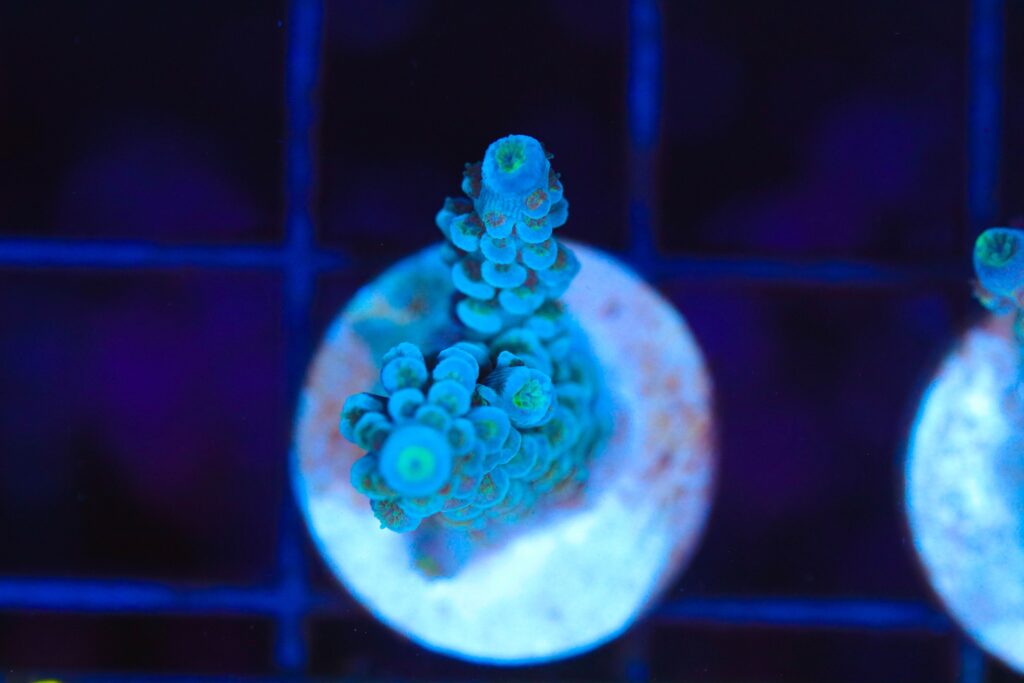 Frag Box Corals