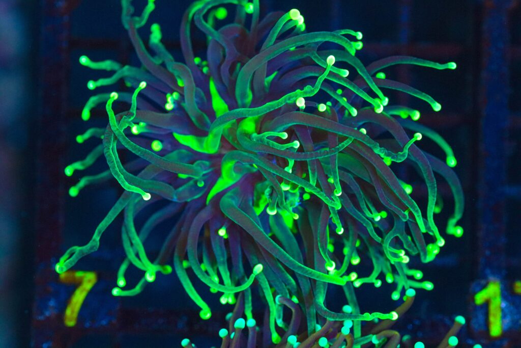 Frag Box Corals