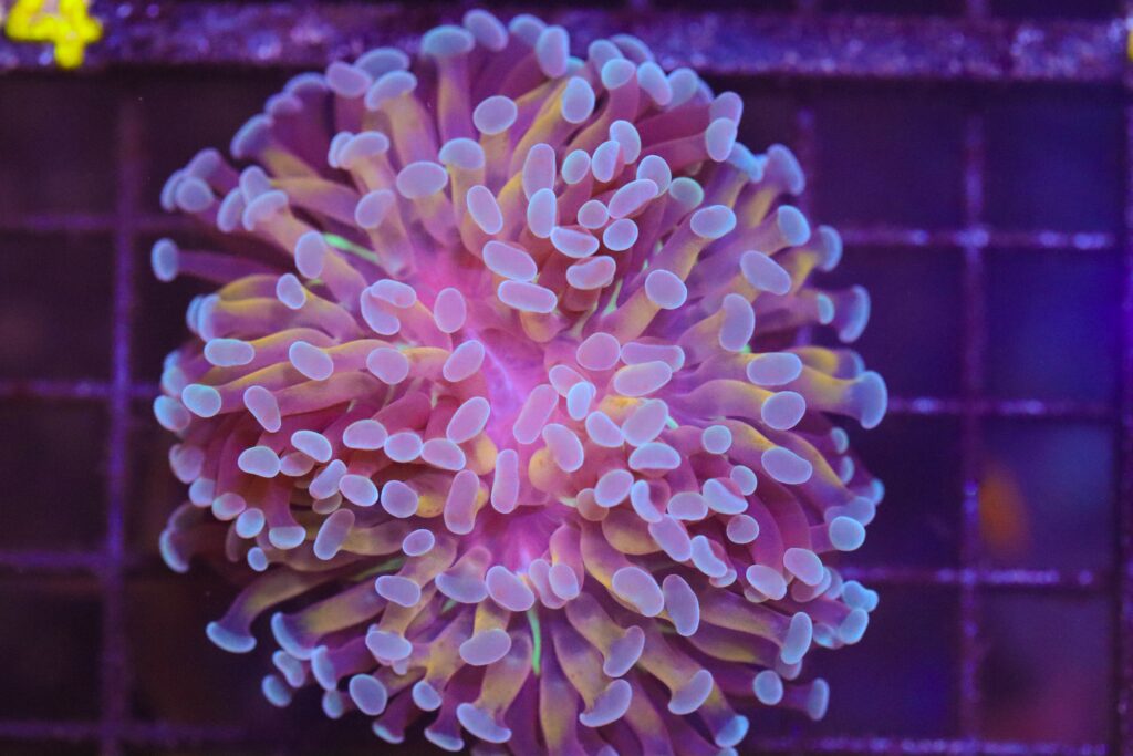 Frag Box Corals