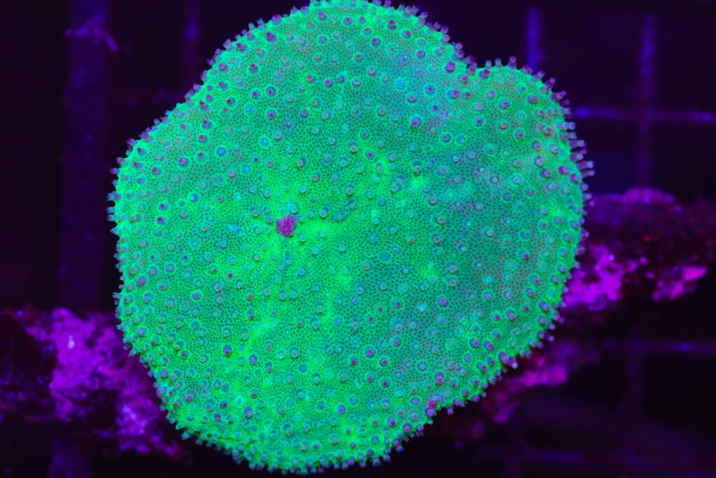 Frag Box Corals