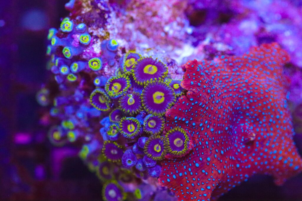 Frag Box Corals