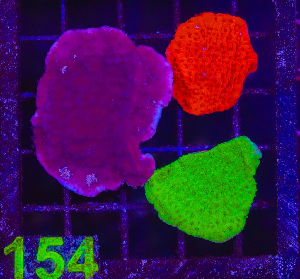 Frag Box Corals