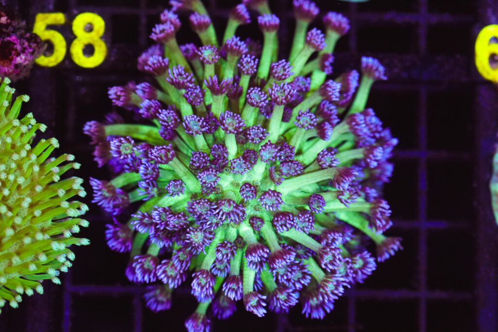 Frag Box Corals