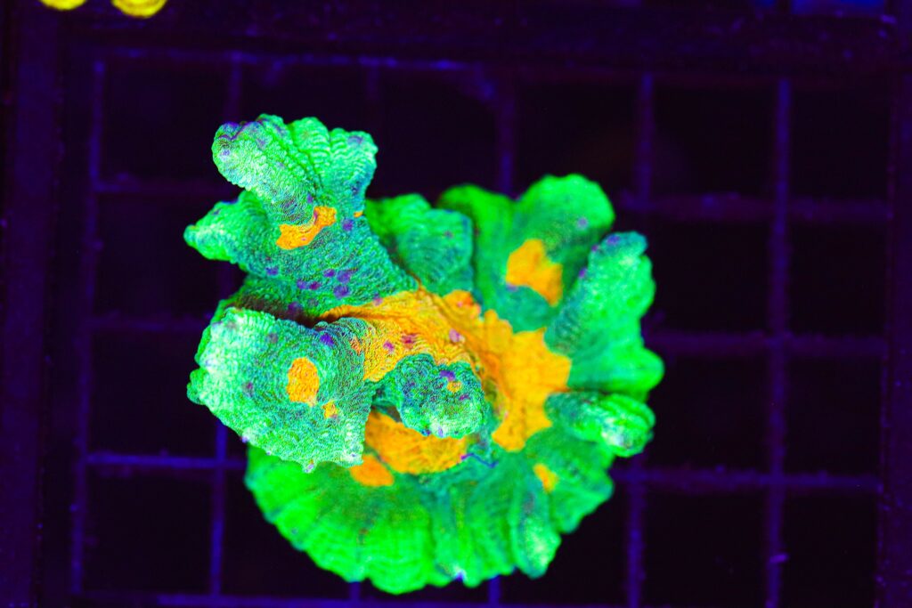 Frag Box Corals