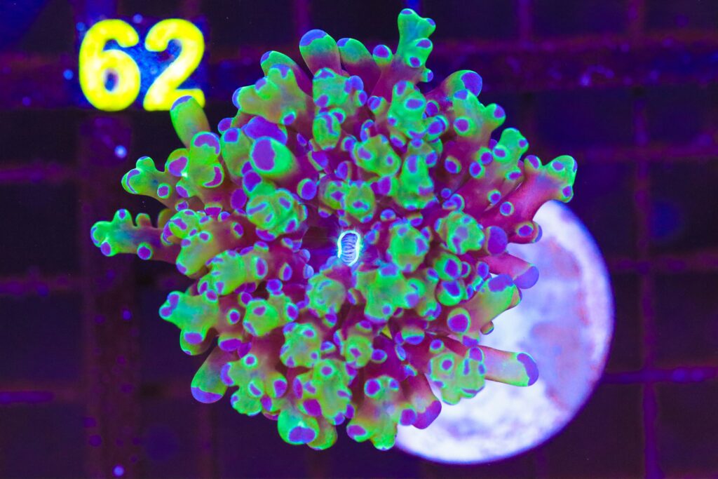 Frag Box Corals