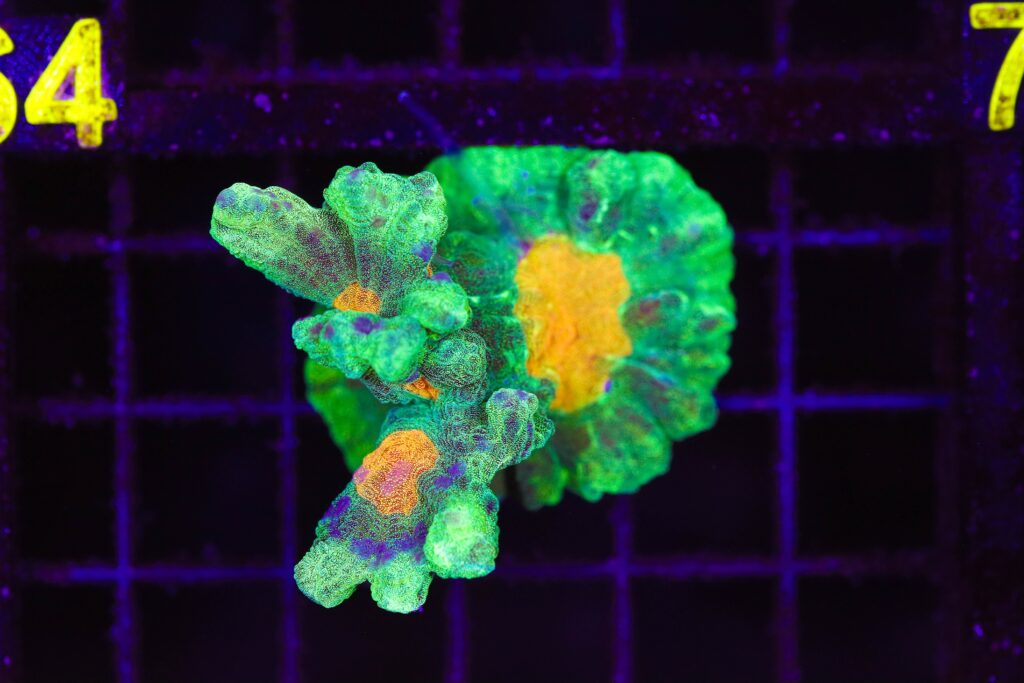 Frag Box Corals