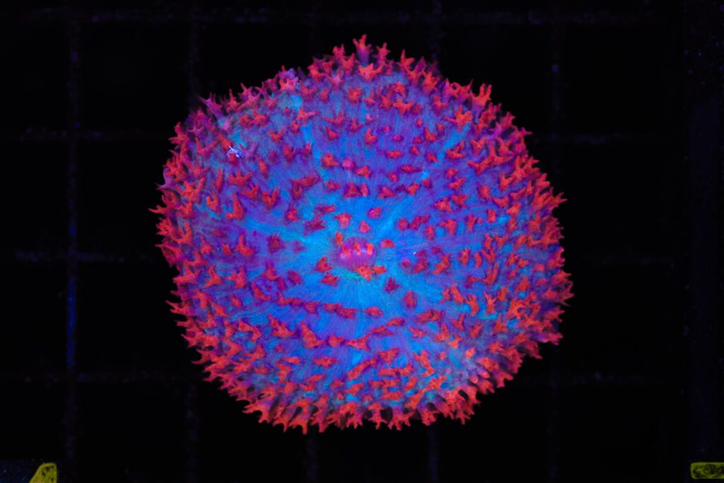 Frag Box Corals