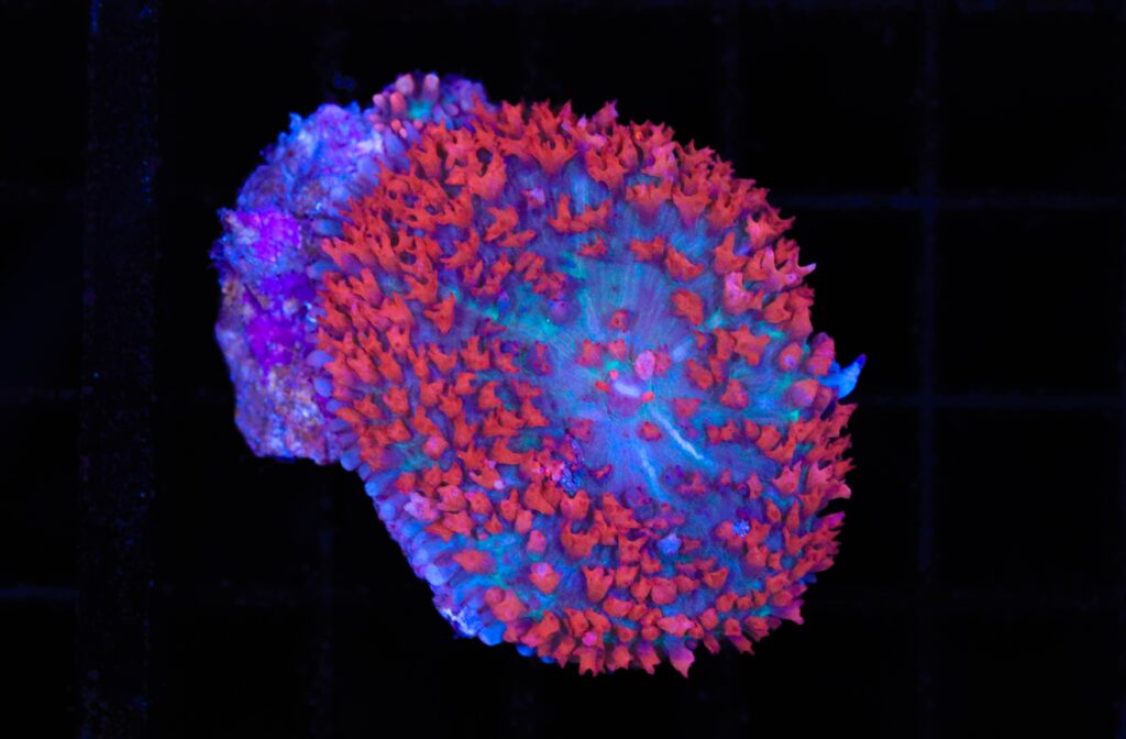 Frag Box Corals