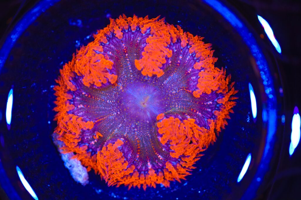 Frag Box Corals