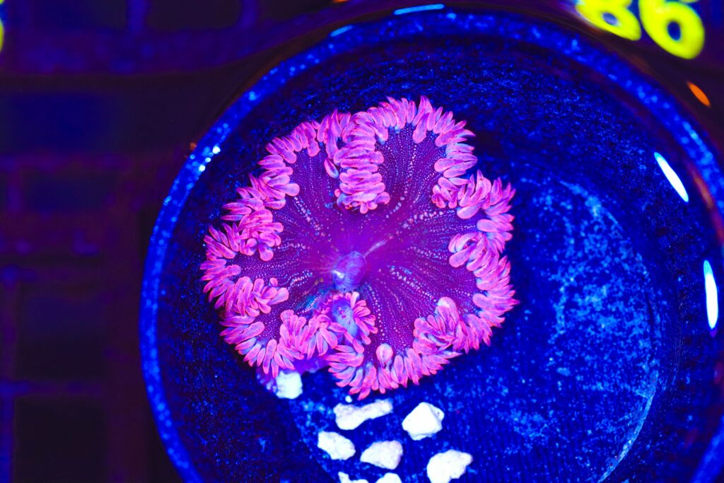 Frag Box Corals