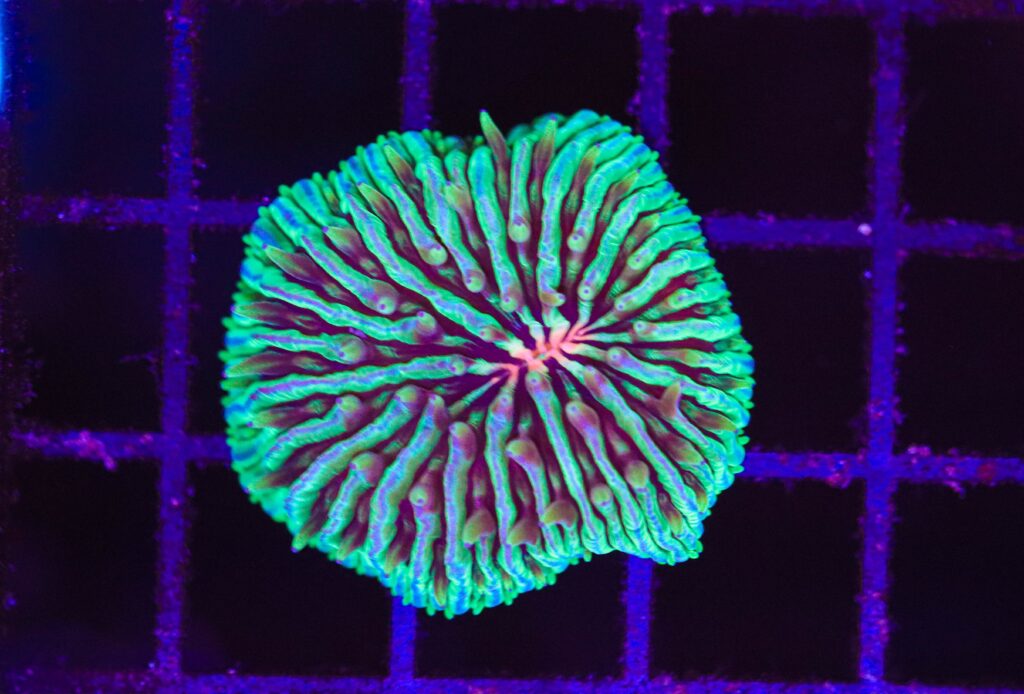 Frag Box Corals