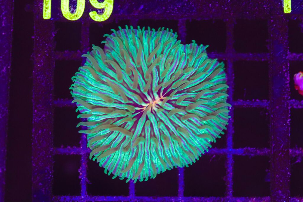 Frag Box Corals