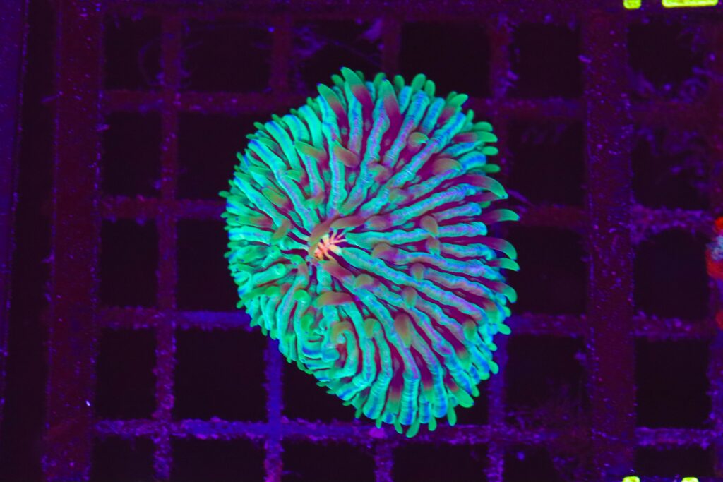 Frag Box Corals