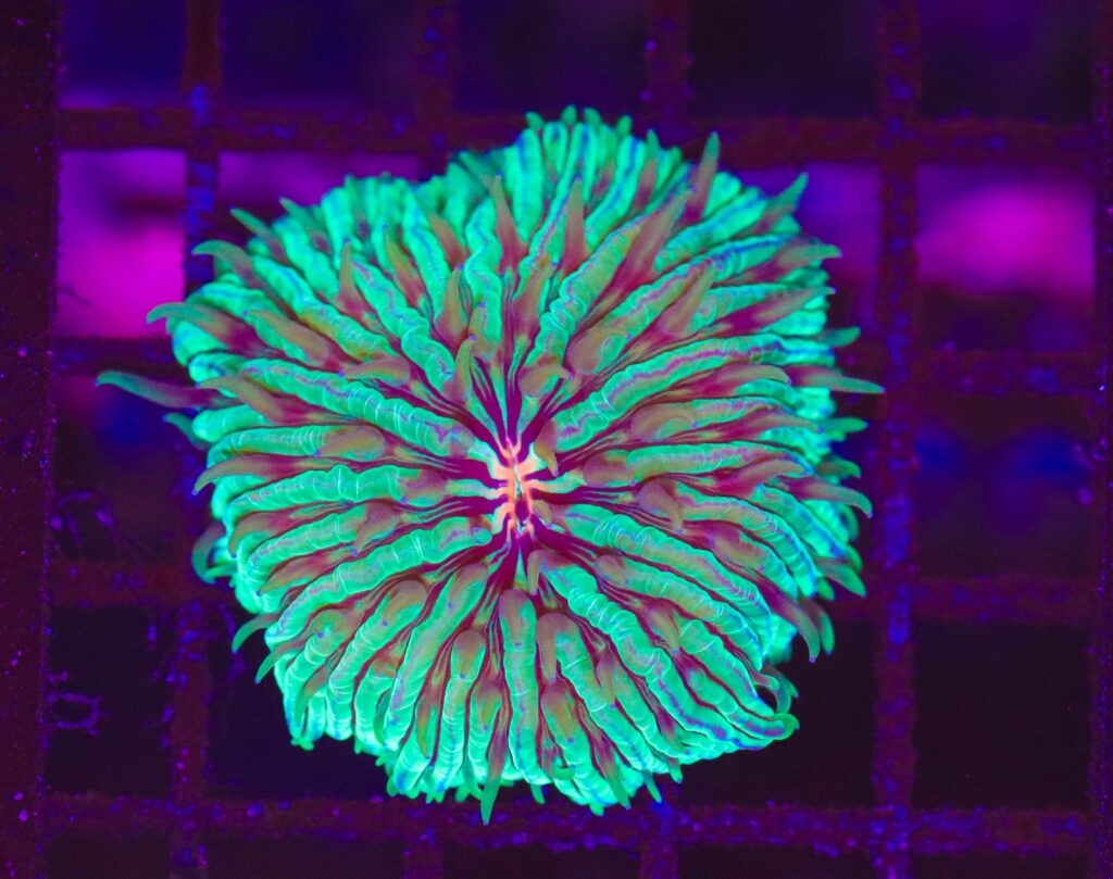 Frag Box Corals