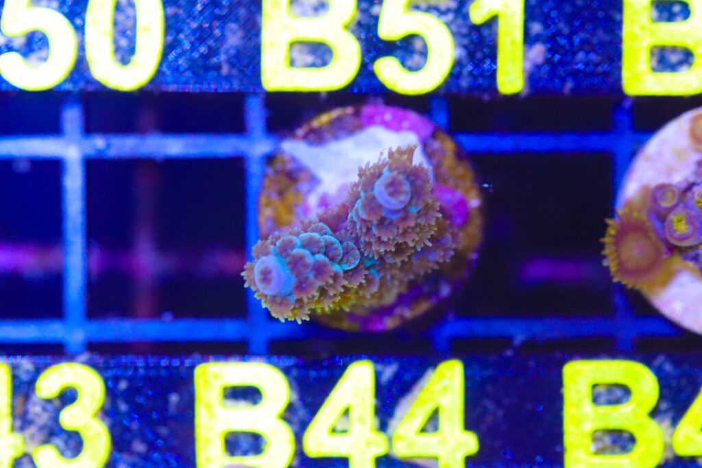 Frag Box Corals