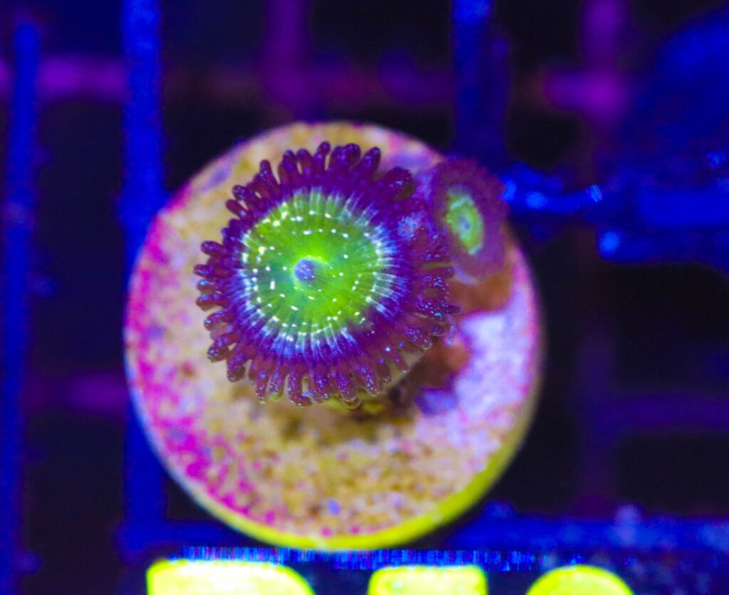 Frag Box Corals