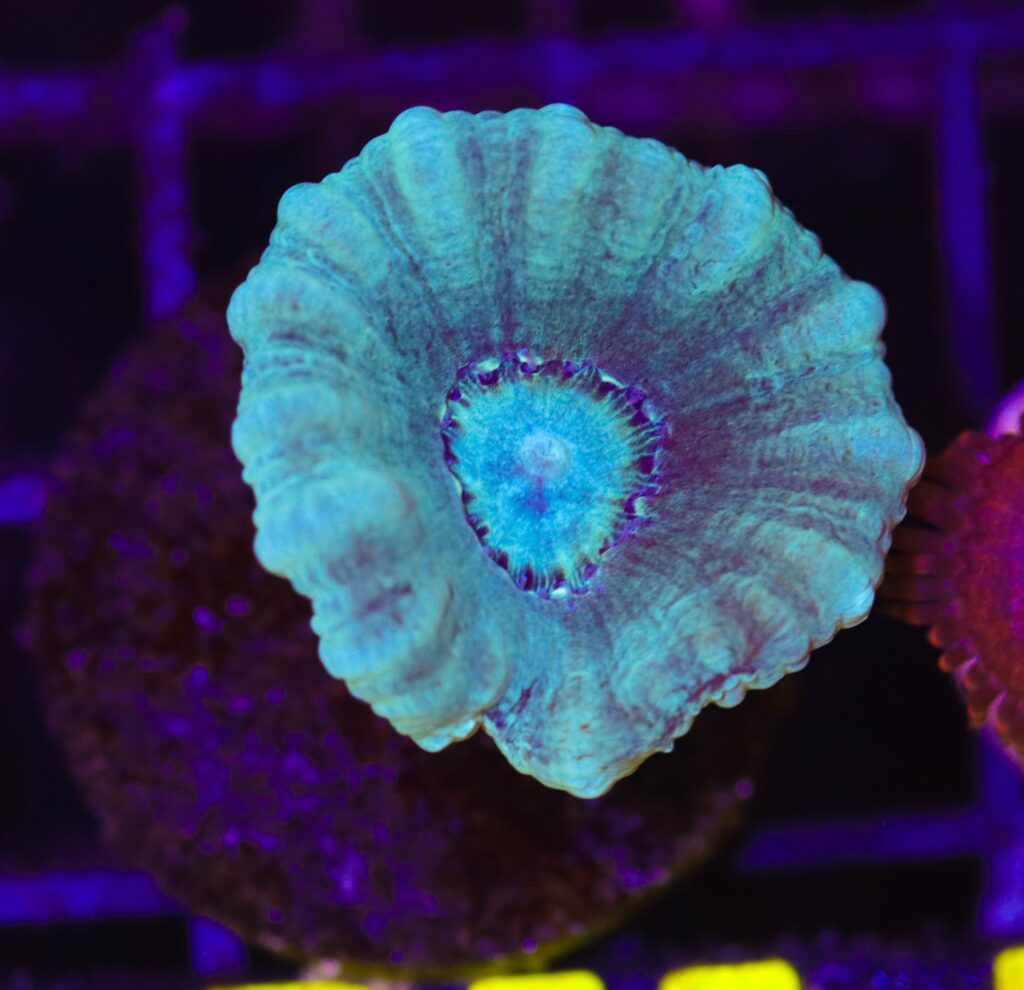Frag Box Corals